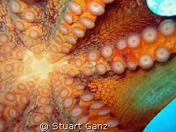 This may be the last thing you see..... by Stuart Ganz 